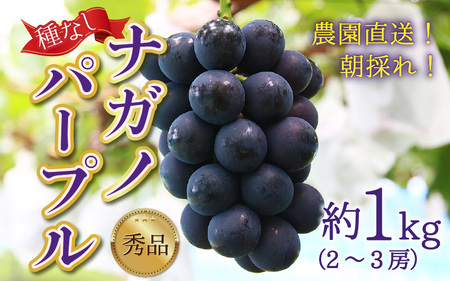 【先行予約】【種なし】【朝採れ】【秀品】上野梨園のナガノパープル 約1kg 農園直送【上野の葡萄】 / ぶどう フルーツ 果物 くだもの 贈答 お土産 種なし 旬 皮ごと食べる ポリフェノール 美容 レスベラトロール ぶどう狩り 巨峰  甘い 大粒 新鮮 濃厚※2026年8月下旬より順次発送 [aw077-a023]