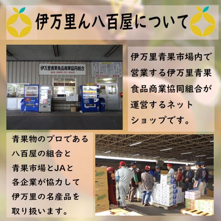 【 数量限定 】 伊万里梨 あきづき 2.5kg 令和7年産 113-B850_イメージ4