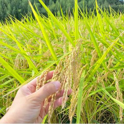 ふるさと納税 行方市 【毎月定期便】栽培期間中出来るだけ農薬を減らしたかすみ米 白米5kg茨城県共通返礼品・潮来産全12回 |  | 02