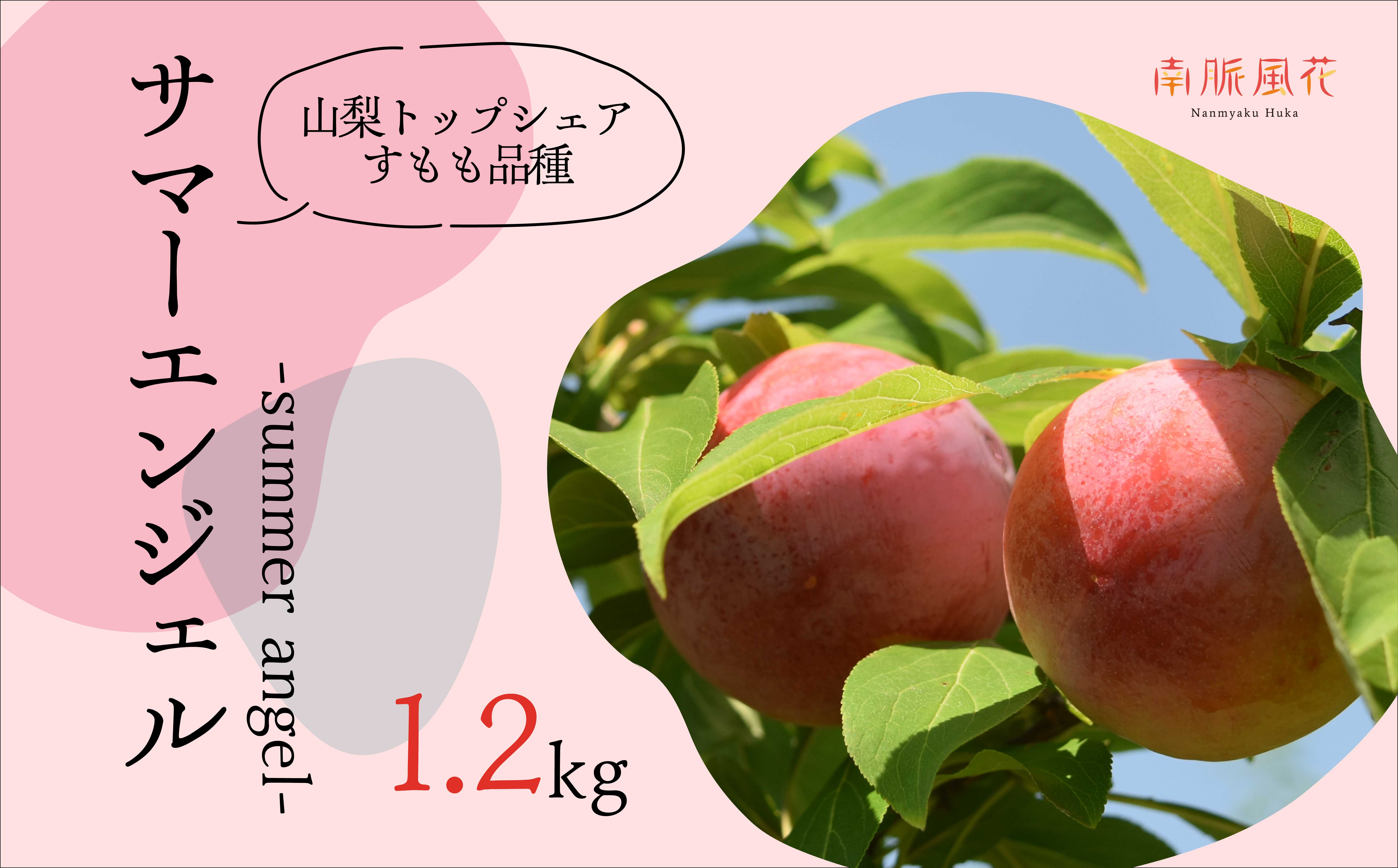 
            ＜2026年発送分先行予約＞農家直送！すもも　サマーエンジェル約1.2kg ALPAJ006
          