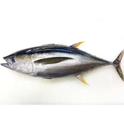 ふるさと納税 大月町 天然 キハダマグロ 赤身 柵 約1kg (2〜4柵) 刺身 海鮮 簡単調理 大容量  鮮度抜群 |  | 01