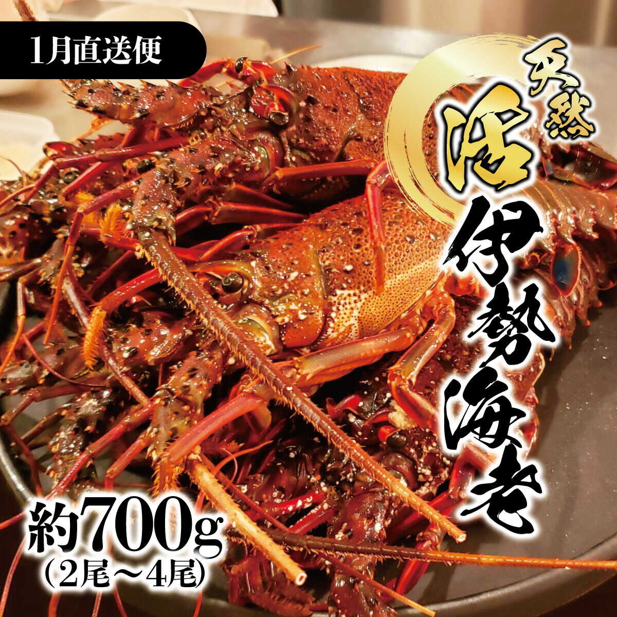 【ふるさと納税】【先行予約】1月直送便 土佐獲れ 活伊勢海老 約700g（2尾〜4尾） 伊勢海老 高知 天然 国産 海鮮 えび エビ 刺身 焼き しゃぶしゃぶ 贅沢 お取り寄せ ご馳走 高知県土佐市/株式会社とさもん[BQAE106]