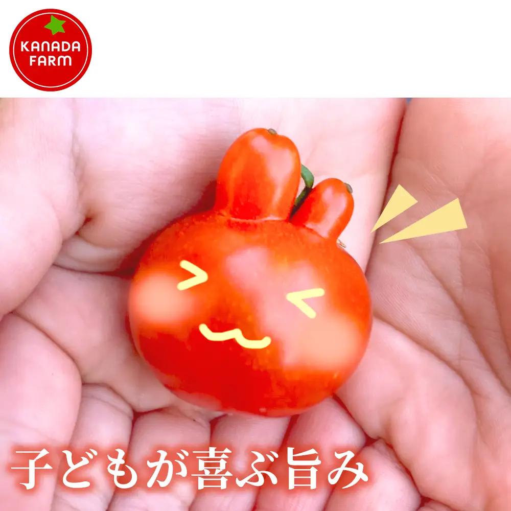 《先行予約》結（むすび）ミニトマト（TTM180）1kg 3セット 新鮮野菜 フルーツ 旬 サラダ デザート お弁当 朝食 料理用 そのまま食べる おうちごはん お取り寄せ みずみずしく爽やかな甘み 