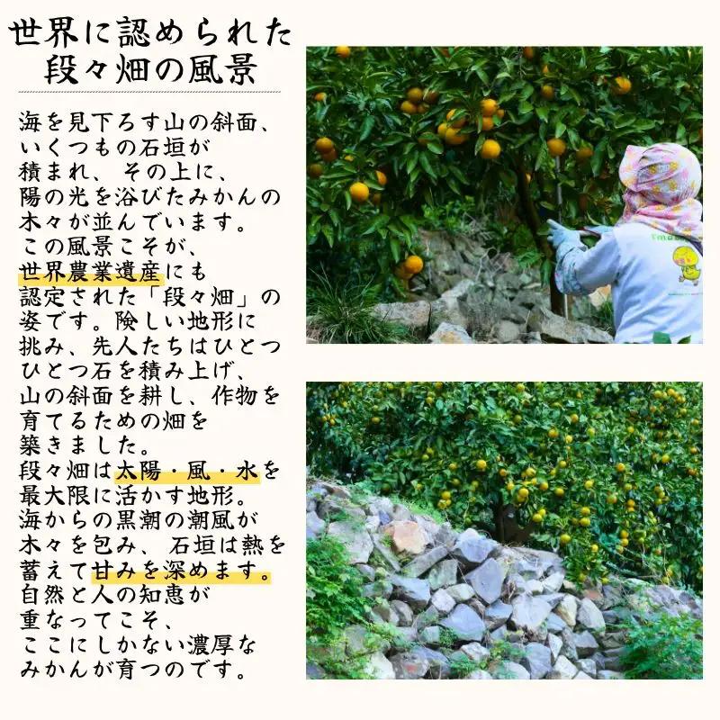 特選 ゆら早生 二級品 5kg / 和歌山 有田 広川 ゆら早生 早生みかん 柑橘 果物 くだもの ギフト フルーツ 果実 ※2026年10月下旬～11月中旬頃に順次発送予定【hkt003-c-5】