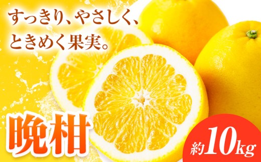 みかん 晩柑 選べる内容量 10kg 高橋商店《2027年3月下旬-7月上旬頃出荷》熊本県 苓北町 柑橘 かんきつ 果物 フルーツ 送料無料