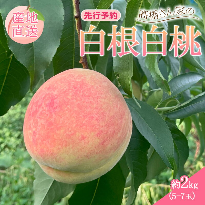 【ふるさと納税】 先行予約 2027年発送 白桃 約2kg（5〜7玉） 果物 もも モモ 白桃 桃 ピーチ 夏 ギフト 贈答 旬 甘い フルーツ 白根白桃 高橋農園 新潟県 新発田市 takahashi002