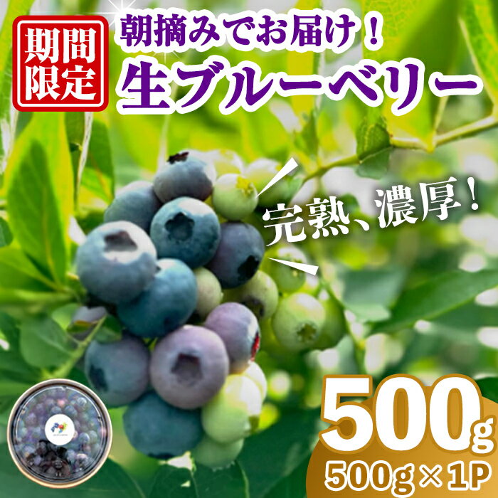 【ふるさと納税】完熟、濃厚生ブルーベリー500g ブルーベリー 果物 フルーツ 青果物 クール便 スムージー ヨーグルト おやつ 【奥久慈 まほろばの郷 ふれあい農園】【ho1529】