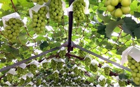 五果苑 越冬ぶどう  シャインマスカット 2房（1房約1.0kg） | フルーツ 果物 くだもの シャインマスカット マスカット 岡山県産 国産 ギフト 贈答用 プレゼント 贈り物 マスカット フルー