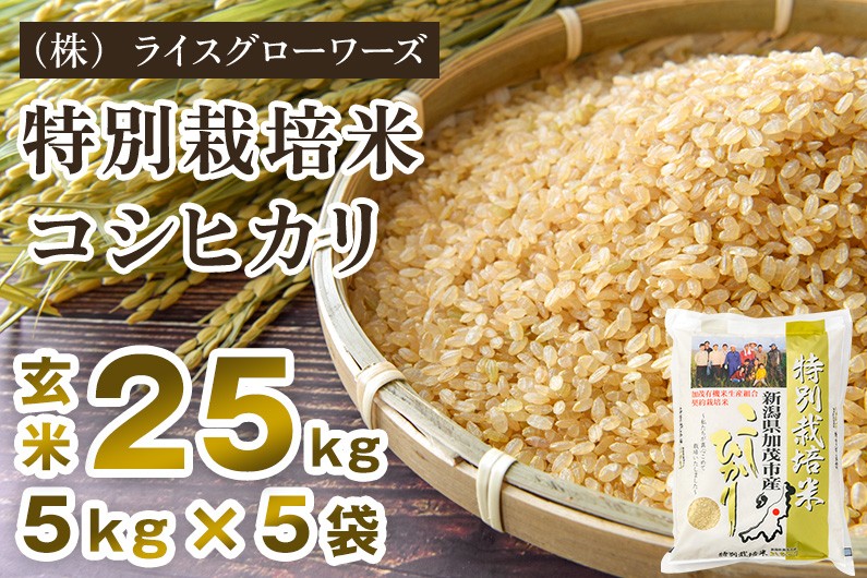 
                  【令和8年産新米先行予約】新潟県加茂市産 特別栽培米コシヒカリ 玄米25kg（5kg×5）《10月上旬～順次出荷》 従来品種コシヒカリ （株）ライスグローワーズ
                