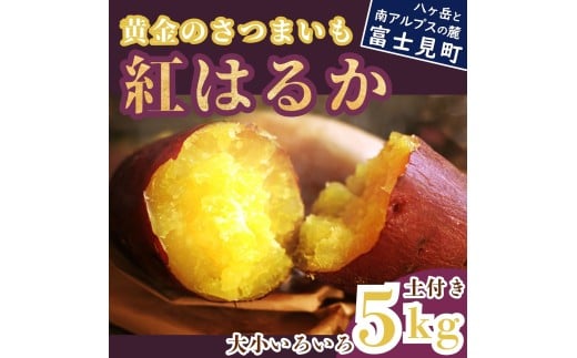 黄金のさつまいも 紅はるか 5kg 産地直送 送料無料 サツマイモ さつまいも 薩摩芋 芋 土付き サイズ 色々 不揃い 大小 ポテト 生芋 おやつ 野菜 いも おいも お芋 焼き芋 黄金村 ゴールデン・エンタープライズ株式会社 信州 長野県 富士見町
