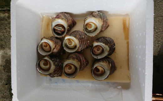 臼杵の綺麗な海で育った天然サザエ（1.2kg）