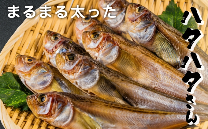 丸々太ったハタハタさん。ハタハタ 一夜干し 丸干し お取り寄せ 産地直送 食品 食べ物 おつまみ 魚貝類 干物 贈り物 プレゼント 家庭用