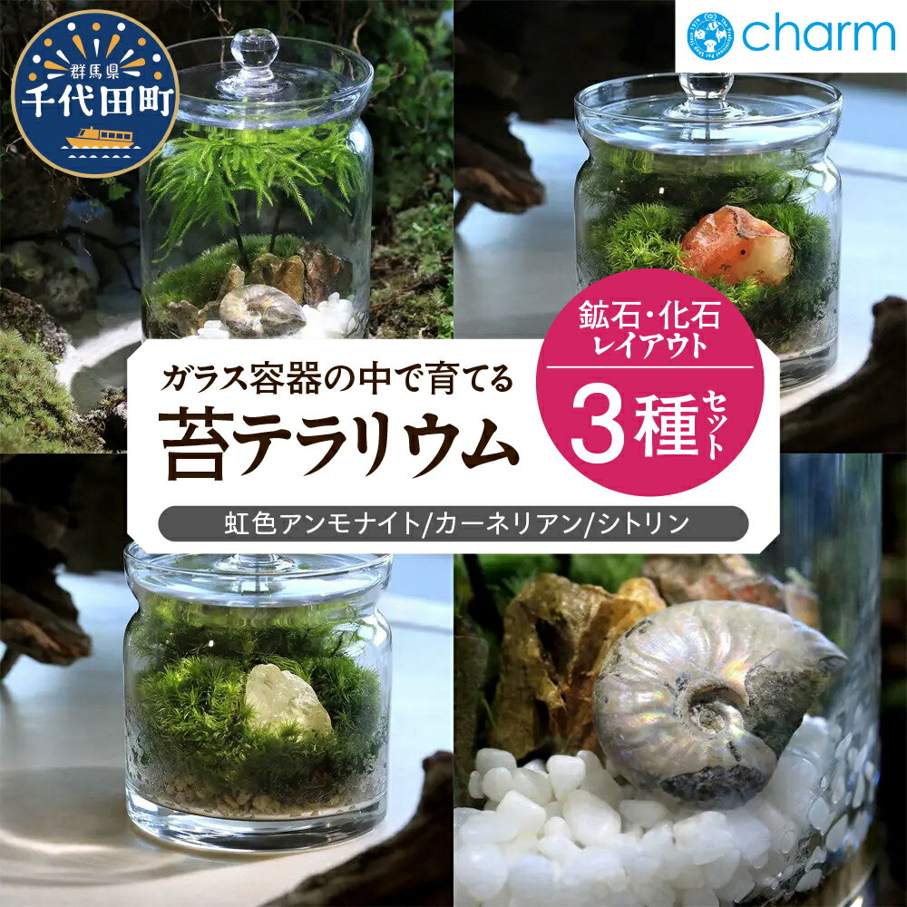 【ふるさと納税】苔テラリウム 鉱石 化石 レイアウト 3種セット 虹色アンモナイト カーネリアン シトリン 群馬県千代田町 インテリア ナチュラル 植物 リラクゼーション 室内栽培 プレゼント ギフト 贈答用 送料無料 趣味 人気 オススメ 初心者 玄関 株式会社チャーム