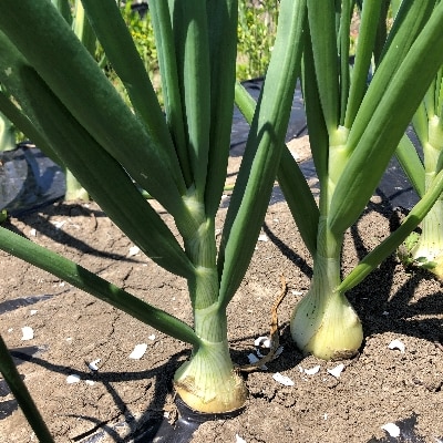 玉ねぎ(野菜)5kg(栽培期間農薬不使用)お中元・ギフトに(大潟村)【配送不可地域：離島・沖縄県】