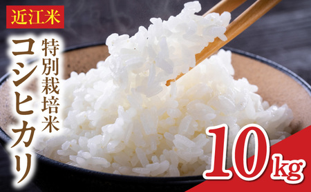 【令和8年】 先行予約近江米『コシヒカリ』　特別栽培米　10キロ（鮮度保持袋） DT-0003