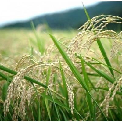 ふるさと納税 与謝野町 令和7年産コシヒカリ　YUMEMI-CHAN とっておき!　精米300g×真空パック3袋　農家直送 |  | 01