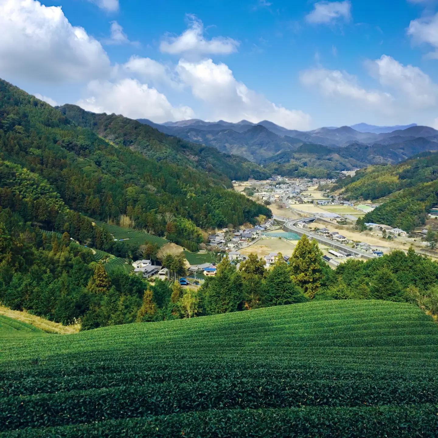 煎茶 茶葉 240g 国産 オーガニック 有機 煎茶