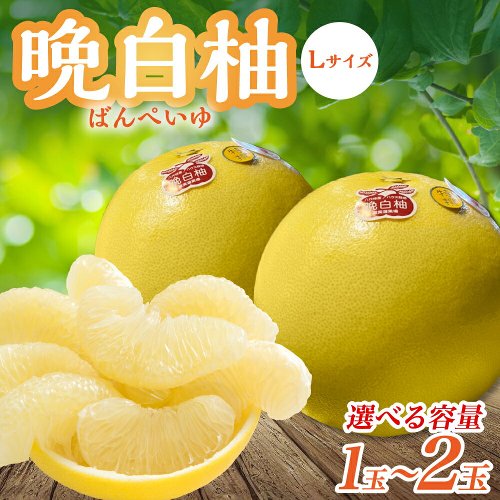 【ふるさと納税】 【先行予約】 【選べる玉数】 熊本県八代市産 晩白柚 Lサイズ 1玉～2玉 1玉あたり約1.5kg 果物 くだもの フルーツ ばんぺいゆ 柑橘 旬 国産 特産品 熊本県 八代市 送料無料 【2025年12月下旬より順次発送】