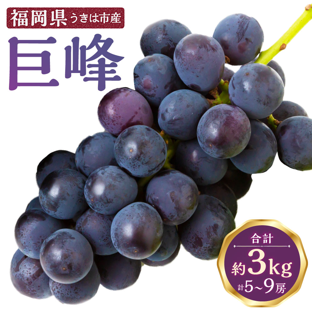 【ふるさと納税】【先行予約】道の駅うきは 巨峰 5房から9房 (約3kg) 【2026年8月下旬から9月上旬 出荷予定】 葡萄 ぶどう ブドウ 果物 果実 フルーツ スイーツ デザート 食品 福岡県 うきは市 冷蔵
