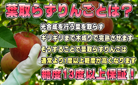 2月発送【 糖度保証 】贈答用 葉取らず サンふじ 約 5kg 【 特選 】鶴翔りんごGAP部会 青森県産 津軽産 リンゴ 林檎 果物 JGAP認証 安心 丸かじり 甘い 高糖度 ギフト 