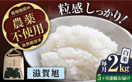 【先行予約/令和7年産新米】【全5回】自然栽培米滋賀旭　 2kg白米×5回[AQCP044] 白米 白米 白米 白米 白米