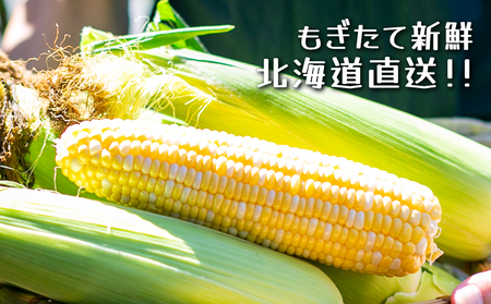 【8月中旬以降発送】北海道産 甘い とうもろこし ユメノコーン ８本【橋本農園】