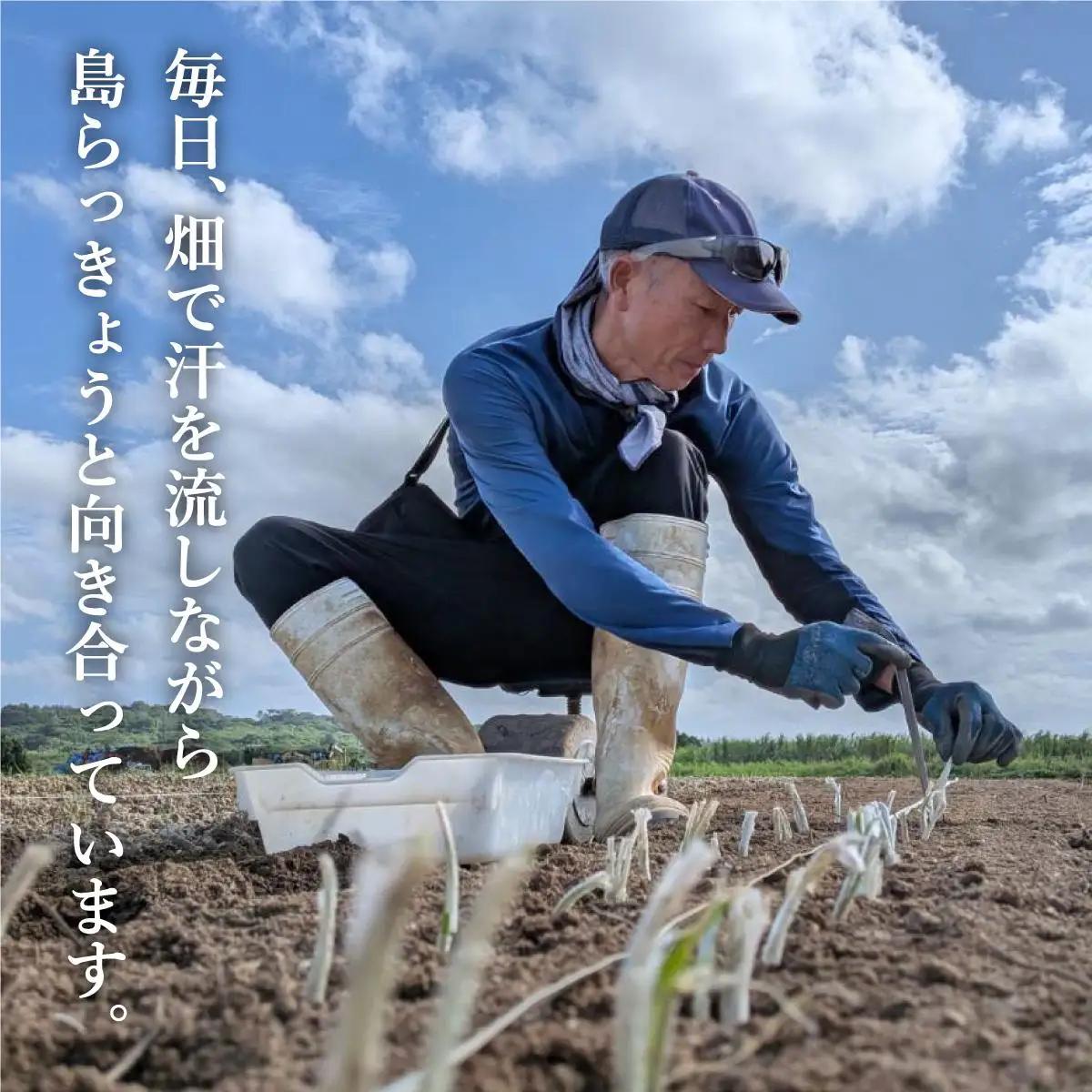 採れたて島らっきょう 農薬・化学肥料不使用 2kg ≪2027年3月中旬～6月下旬発送≫