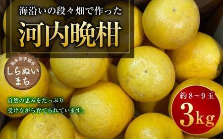 熊本県宇城市不知火町の海沿いの段々畑で作った「河内晩柑」約3kg（約8-9玉） 晩柑 ばんかん 柑橘 くだもの 果物 フルーツ 【2026年4月下旬発送開始】