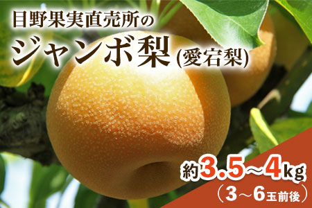 【先行予約】愛宕梨 約3.5～4kg(3～6玉前後) 期間限定 なし フルーツ 果物 新鮮 常温便《11月下旬-12月末頃出荷》熊本県 荒尾市産 目野果実直売所 美味しい梨 旬の梨 ジューシー梨 フルーツ梨