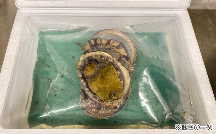 淡路島産天然アワビ（赤）大サイズ1個