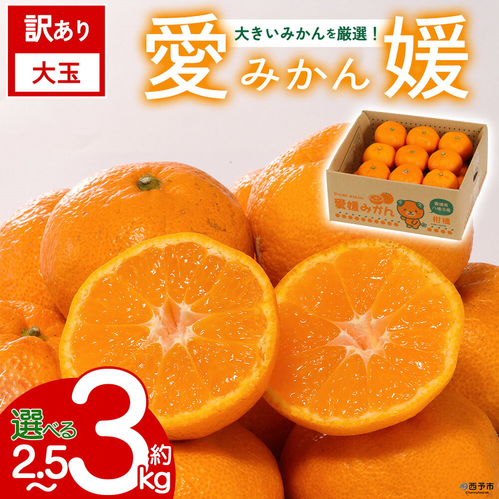 【ふるさと納税】【先行予約】＜訳あり 大玉 愛媛みかん 約2.5kg／3kg＞ 『2026年11月以降順次出荷予定』選べる 温州 みかん フレッシュ ご家庭用 ご自宅 蜜柑 愛媛県産 果肉 果物 柑橘 フルーツ オレンジ 国産 産地直送 ミヤモトオレンジガーデン 愛媛県 西予市【常温】