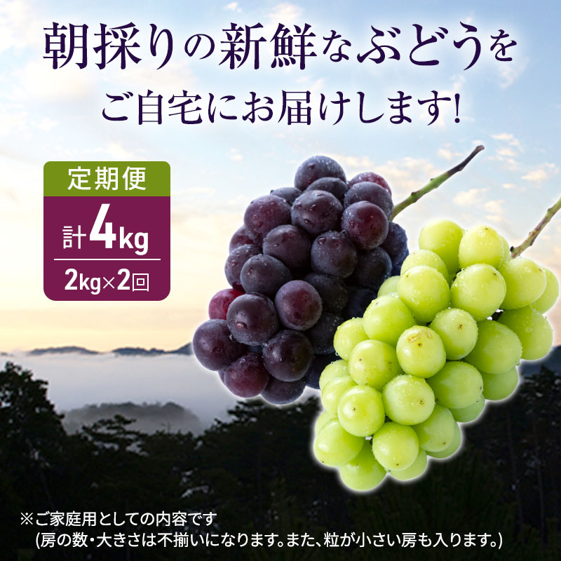 ぶどう 定期便 2回コース 食べ比べ ピオーネ シャインマスカット 各約2kg ご家庭用 辻葡萄園 葡萄 フルーツ 果物 岡山県産