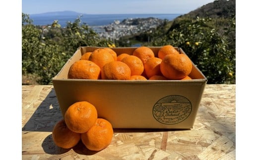 東伊豆・佐藤農園のポンカン　贈答用5kg（Mサイズ～3Lサイズ） 1320 ／ 佐藤農園 果物 フルーツ 農家直送 静岡県 東伊豆町