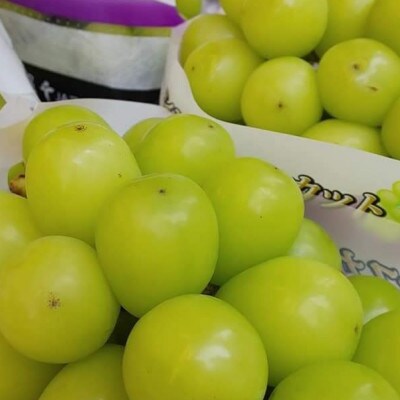 2025年10月上旬発送「幻の牧丘天空シャインマスカット」約1kg(2～3房)【配送不可地域：離島・沖縄県】