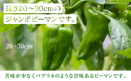 【先行予約】産地直送 とんがりジャンボピーマン 1.5kg 野菜 やさい 野菜炒め サラダ 夏野菜 新鮮 旬 無限ピーマン おつまみ BBQ バーベキュー 肉詰め 熊本県 八代市【2026年4月上旬よ