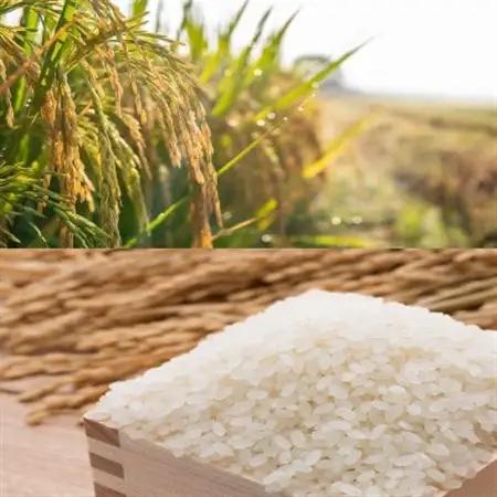 福岡県産ブランド米セット(合計10kg)_ 精米 米 _【1411256】