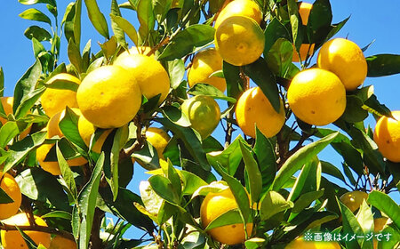 【先行予約】 早生みかん 2S-2L 約5kg みかん 蜜柑 柑橘 フルーツ 果物 【日本フルーツ株式会社】[ZFJ057]