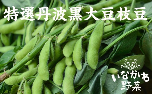 
                  ＜農業女子project!＞丹波黒大豆枝豆(枝ナシ)1kg【1431200】
                