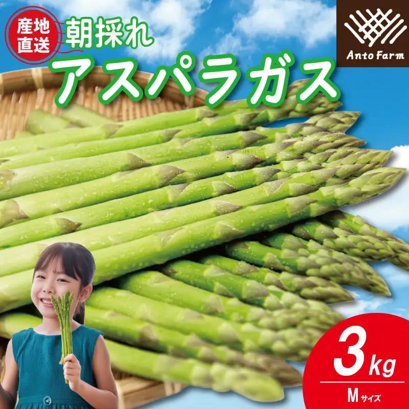 アスパラガス Mサイズ 3kg アスパラガス