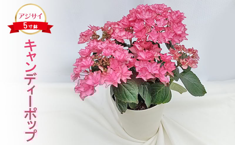 
            アジサイ キャンディーポップ 花 紫陽花 5寸鉢 八重咲 ギフト 鹿沼市 栃木県 [№5840-2684]　※北海道への配送不可　※2025年4月下旬～5月下旬頃に順次発送予定
          
