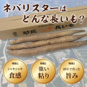 【先行予約 2026年収穫分】長いも（ネバリスター）5kg （1箱）/ 長いも