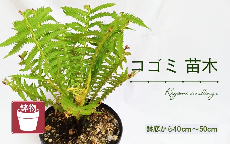 
            【先行予約】コゴミ苗木 (鉢物) 鉢底から40cm～50cm 【2025年10月上旬以降順次発送予定】【こごみ お花 花 はな フラワー 苗 植物 父の日 母の日 家庭菜園 花壇 プランター ガーデニング観葉植物 園芸 鉢物 】 [m47-a017]
          