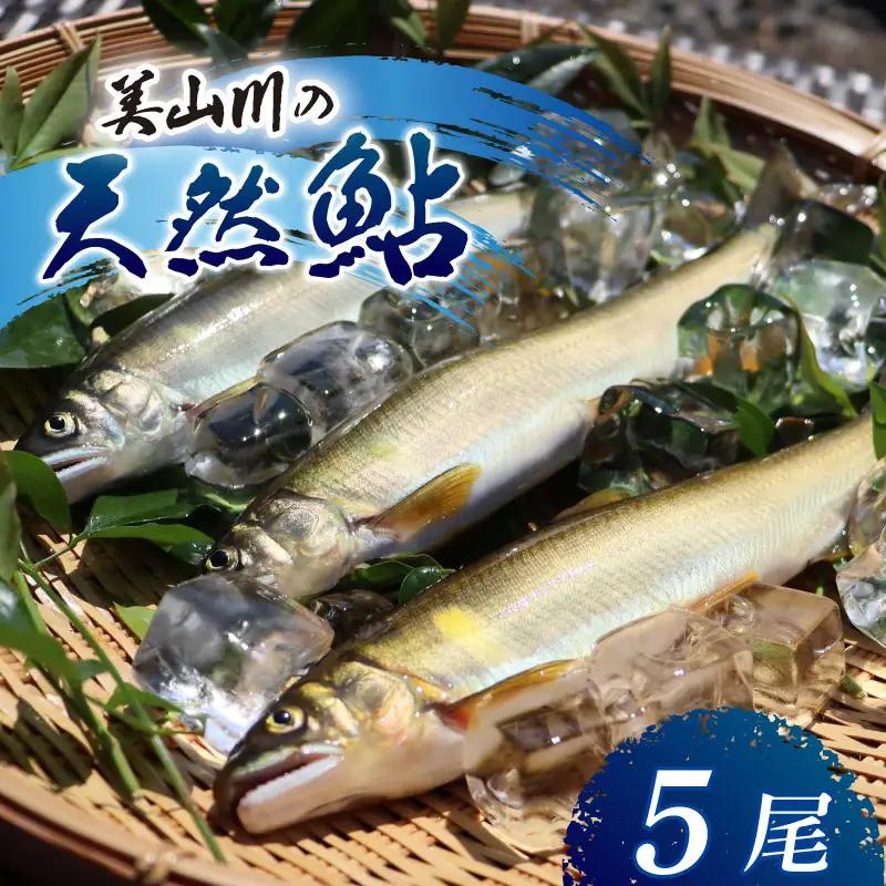 美山川の天然鮎 5尾【鮎】