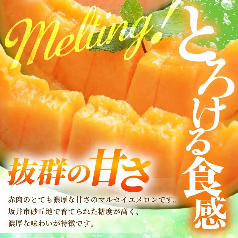 マルセイユメロン 4L 2玉 化粧箱入り 2027年6月中旬以降順次発送 メロン フルーツ 赤肉 贈答 ギフト [A-19107]