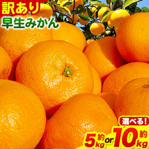 【ふるさと納税】 ＜先行予約＞みかん 和歌山 訳あり 早生 みかん 選べる 5kg 10kg ( サイズ おまかせ ) どの坂果樹園《12月上旬-1月末頃出荷》 和歌山県 日高川町 産地直送 家庭用 規格外 不揃い わけありみかん 期間限定 旬 2025フルーツ 果物 柑橘 送料無料