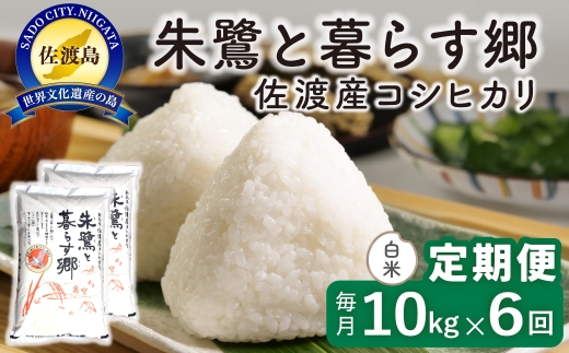 【定期便 令和8年産新米 6か月】 佐渡島産コシヒカリ 白米 10kg 令和8年産新米 特別栽培米 | 新潟県産コシヒカリ 新潟産コシヒカリ 佐渡産コシヒカリ 新潟県産こしひかり 佐渡産こしひかり お米 米 こしひかり 白米 精米 おこめ コメ 10キロ にいがた さど 新潟県 佐渡市