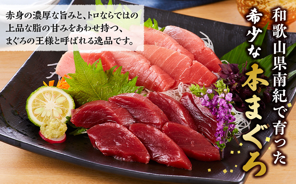 本マグロ（養殖）トロ＆赤身セット 1kg［KS13］