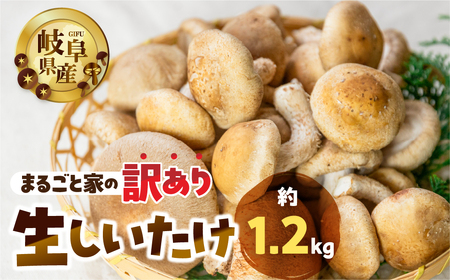 大容量 訳あり 生しいたけ 約 1.2kg 大容量  まるごと家 [mt1622]