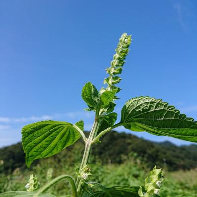 ふるさと納税 新温泉町 【新温泉町産】えごまオイル2本(70g)　えごま農家の栽培の低温圧縮搾油【一番搾り】 |  | 03