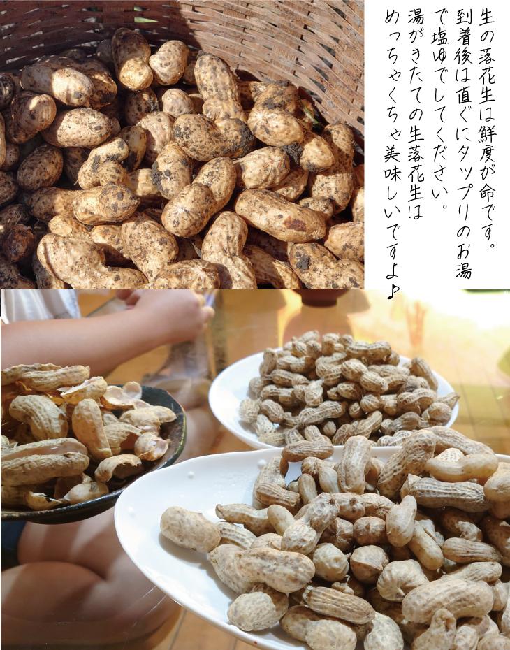 枝豆 京都 2024年 先行予約 黒枝豆 生落花生 るり渓 大河内生産組合発 丹波 野菜 国産 生 落花生 おつまみ えだまめ エダマメ 先行 2024 ※北海道・沖縄・離島への発送不可